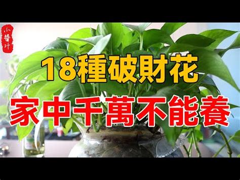 前陽台招財|陽台植物招財妙招！4種植物讓你財源滾滾來 